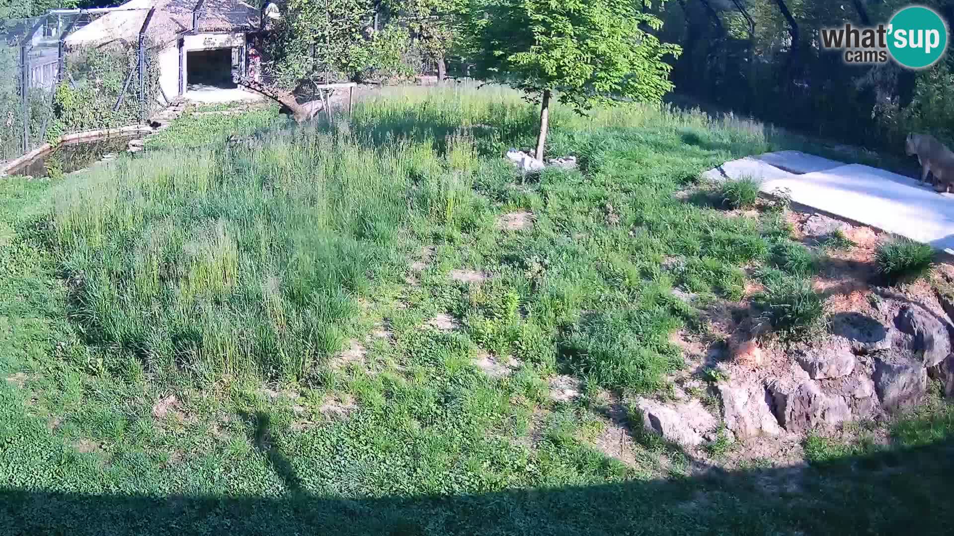 Zoo Ljubljana webcam Löwen