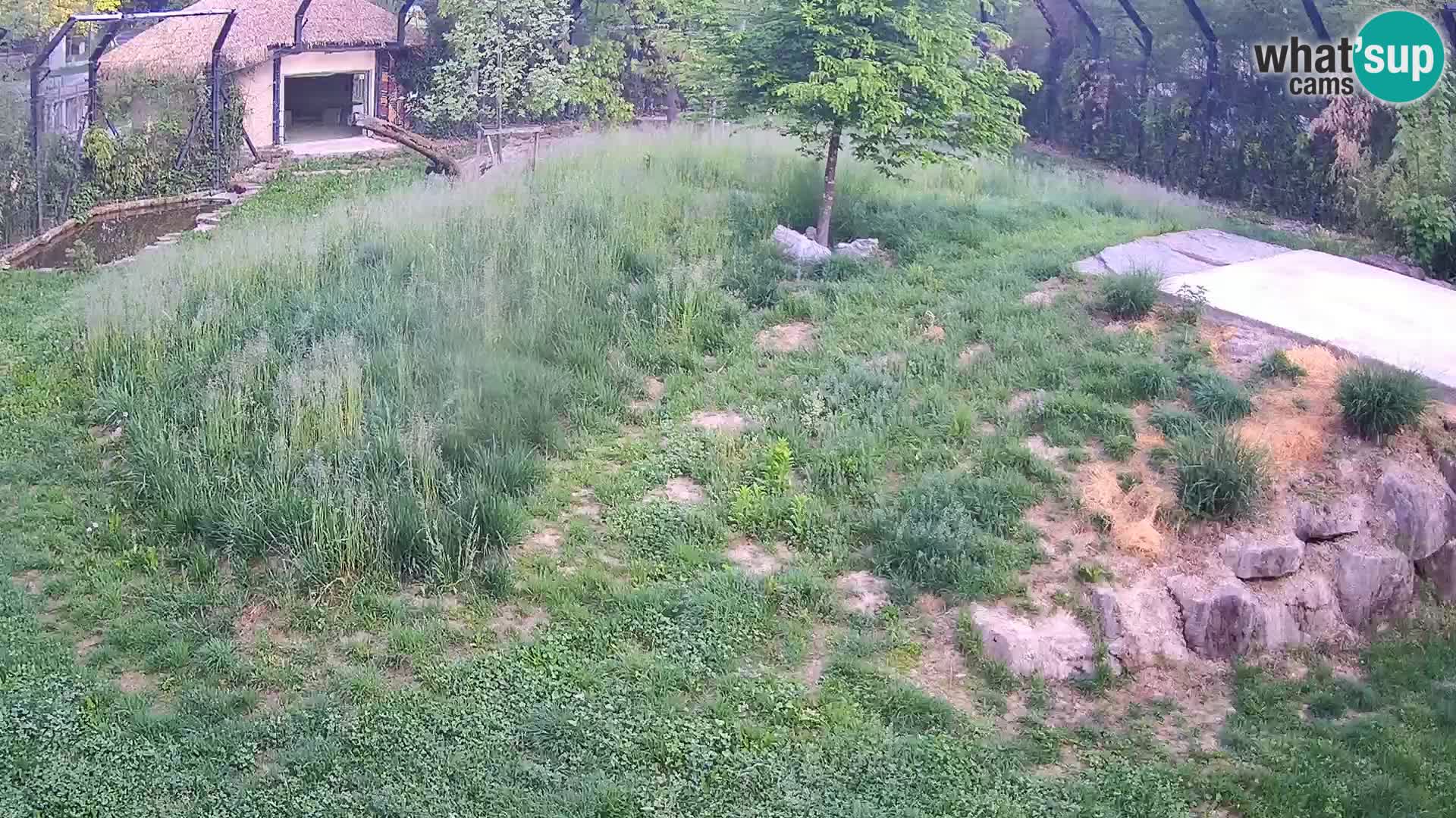 Zoo Ljubljana web kamera Lavovi