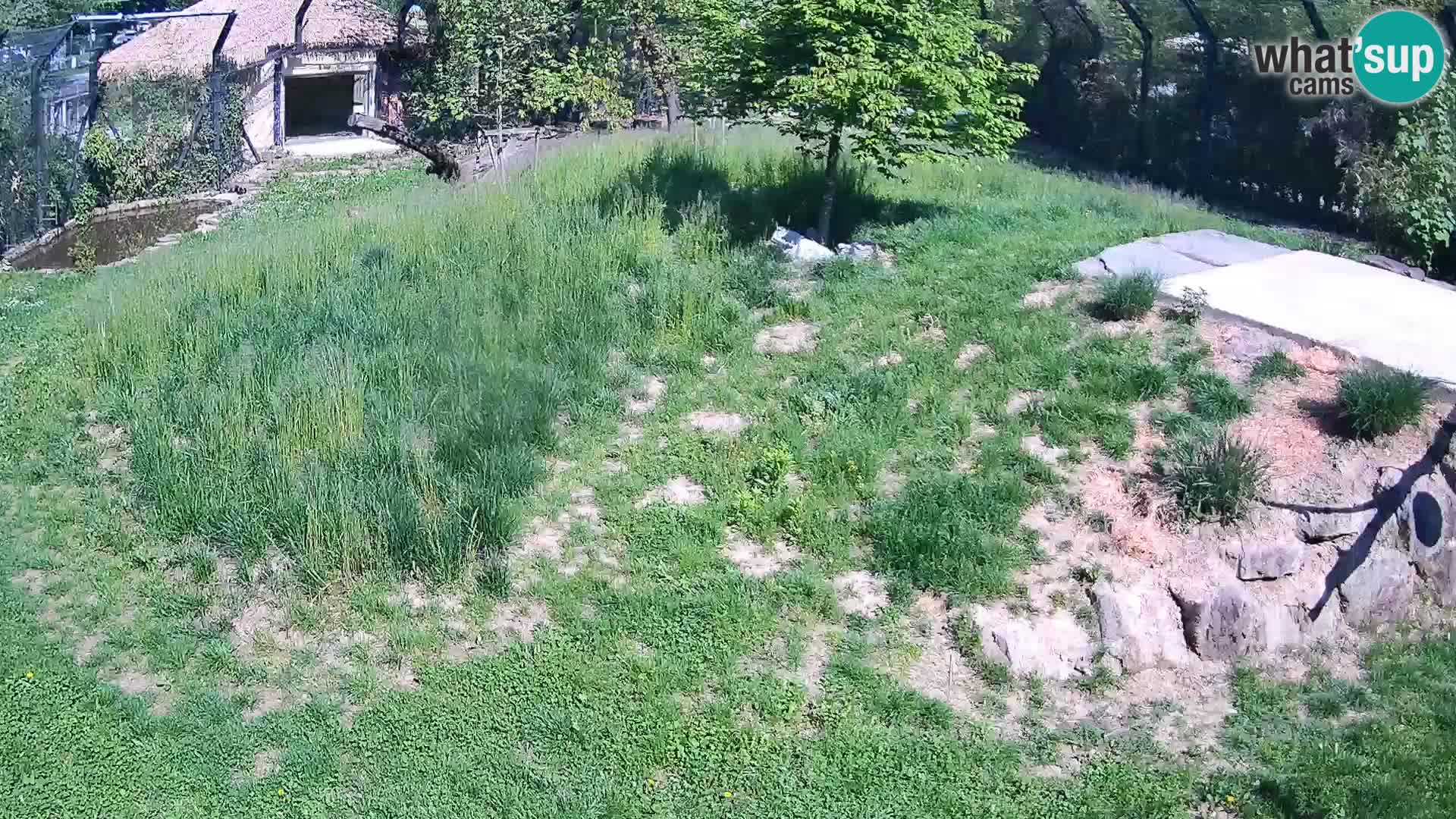 Ljubljana Zoo webcam Lion