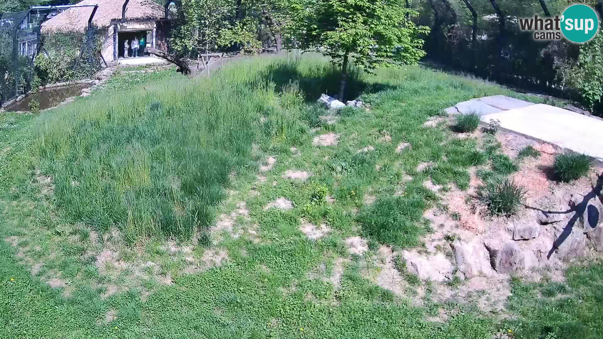 Zoo Ljubljana webcam Löwen