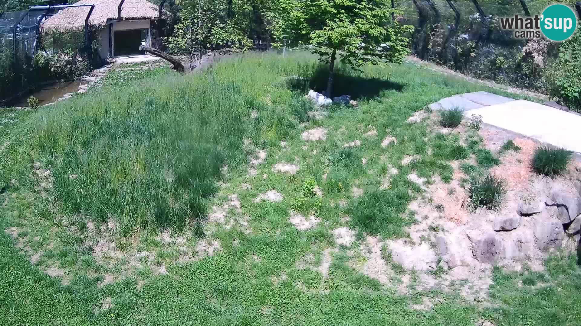 Zoo Ljubljana web kamera Lavovi