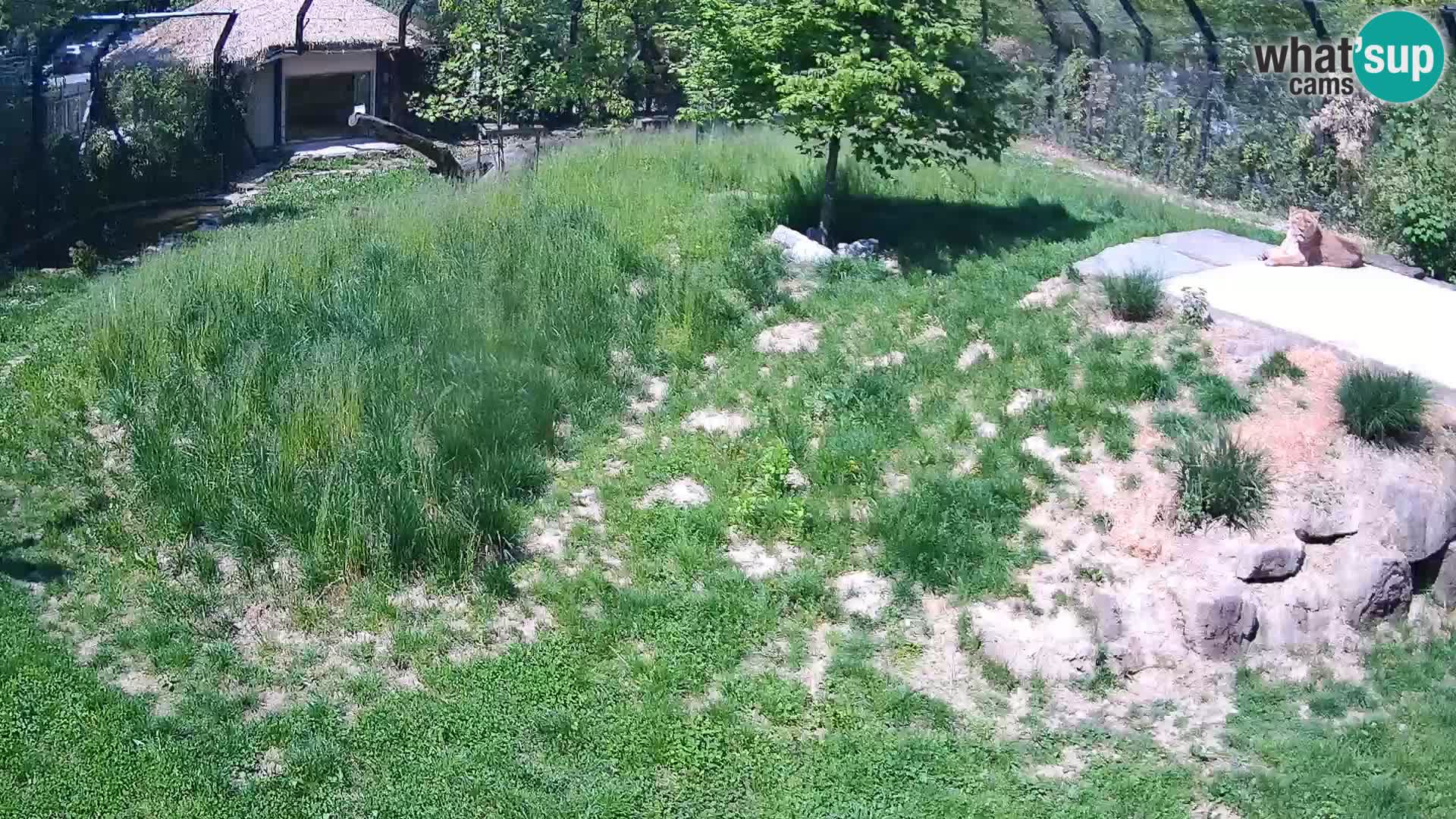 Zoo Ljubljana camera en vivo Leones