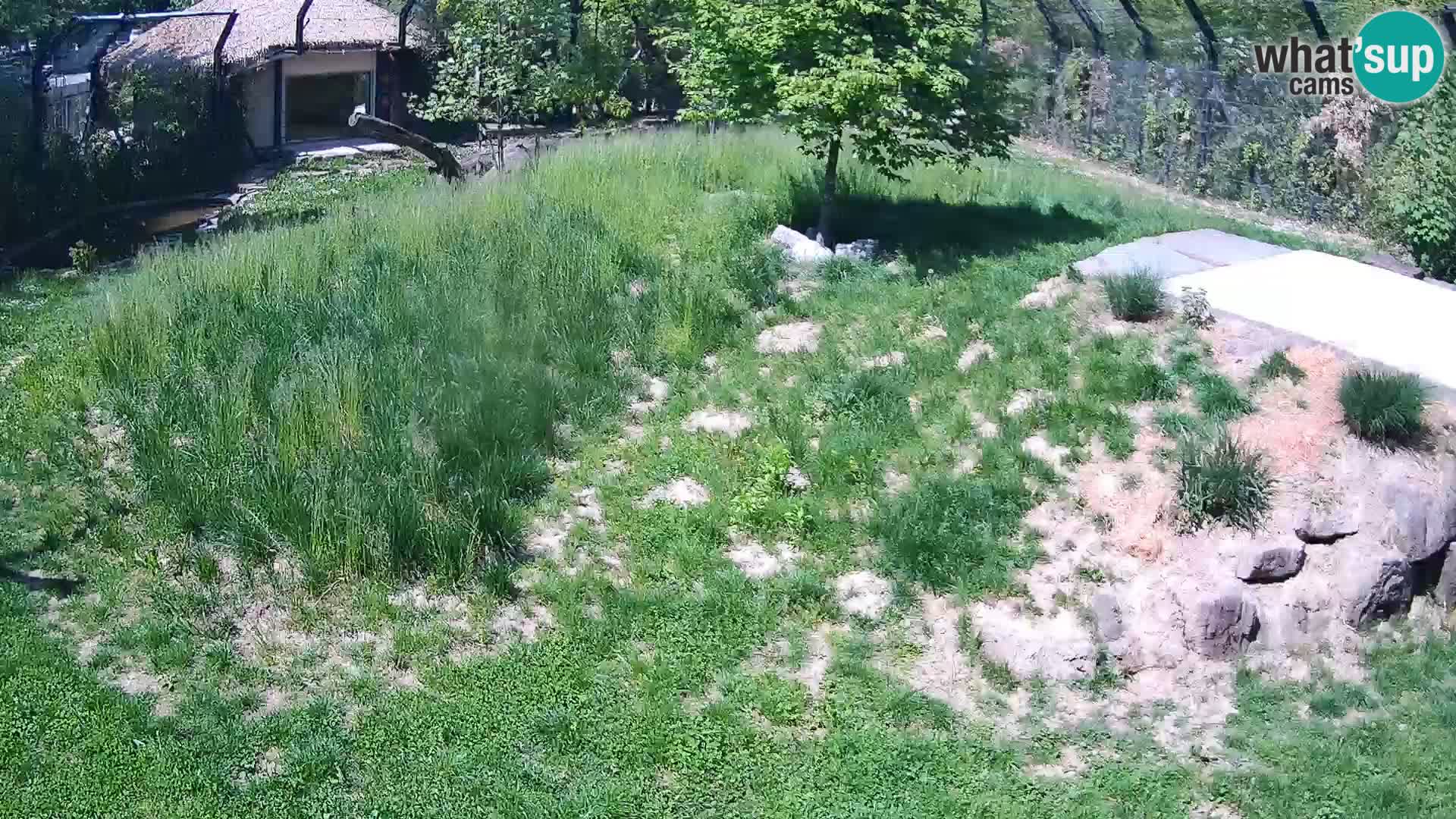 Zoo Ljubljana web kamera Lavovi