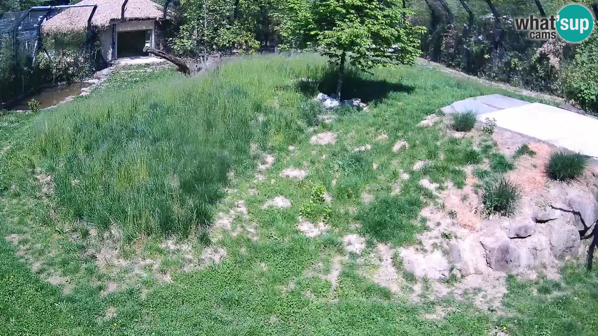 Zoo Ljubljana webcam Löwen