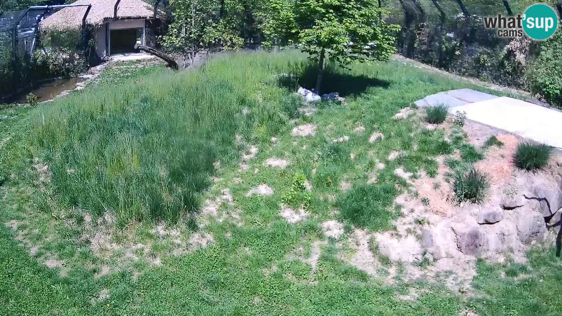 Zoo Ljubljana webcam Löwen