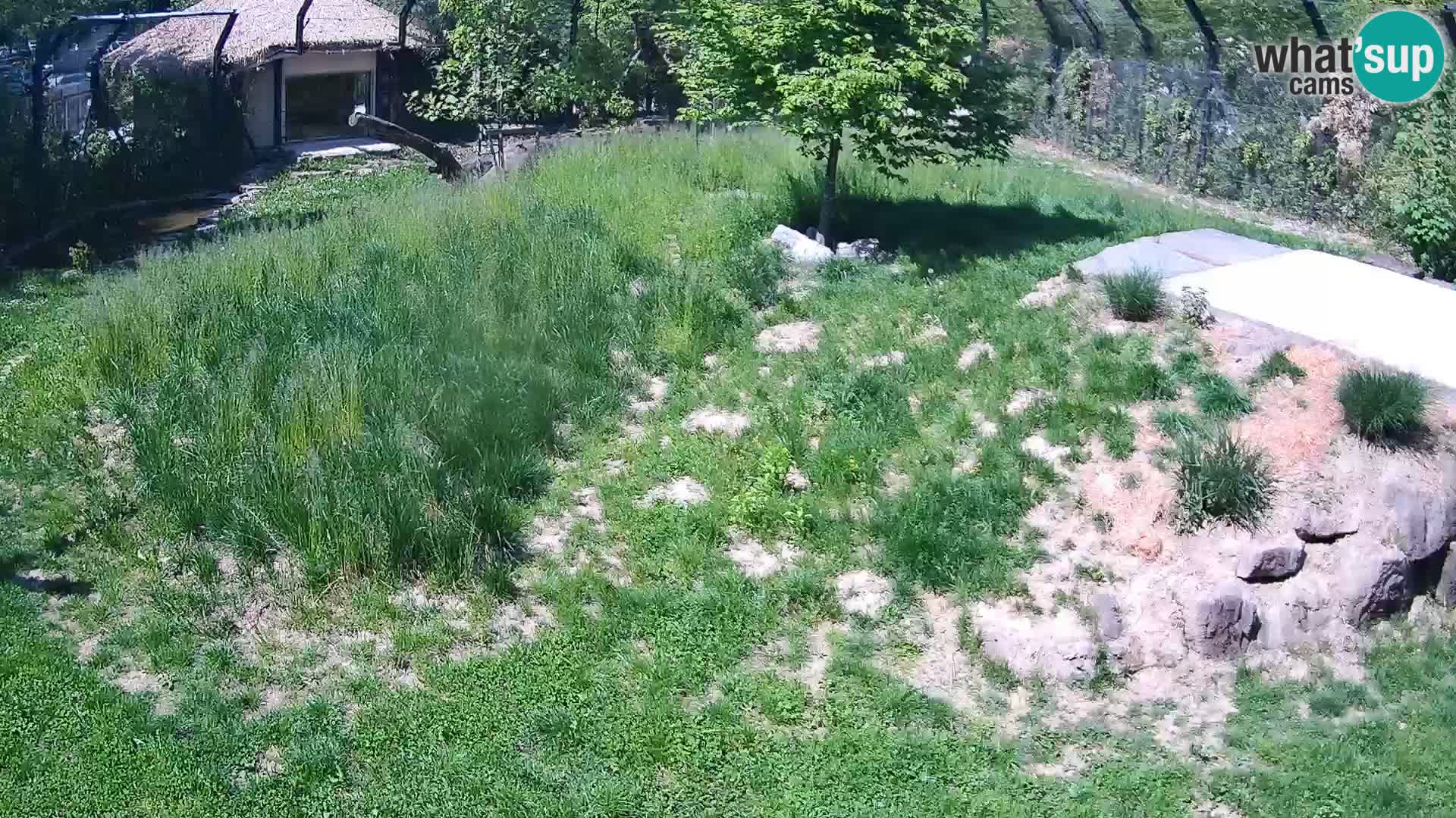 Zoo Lubiana live webcam Leoni