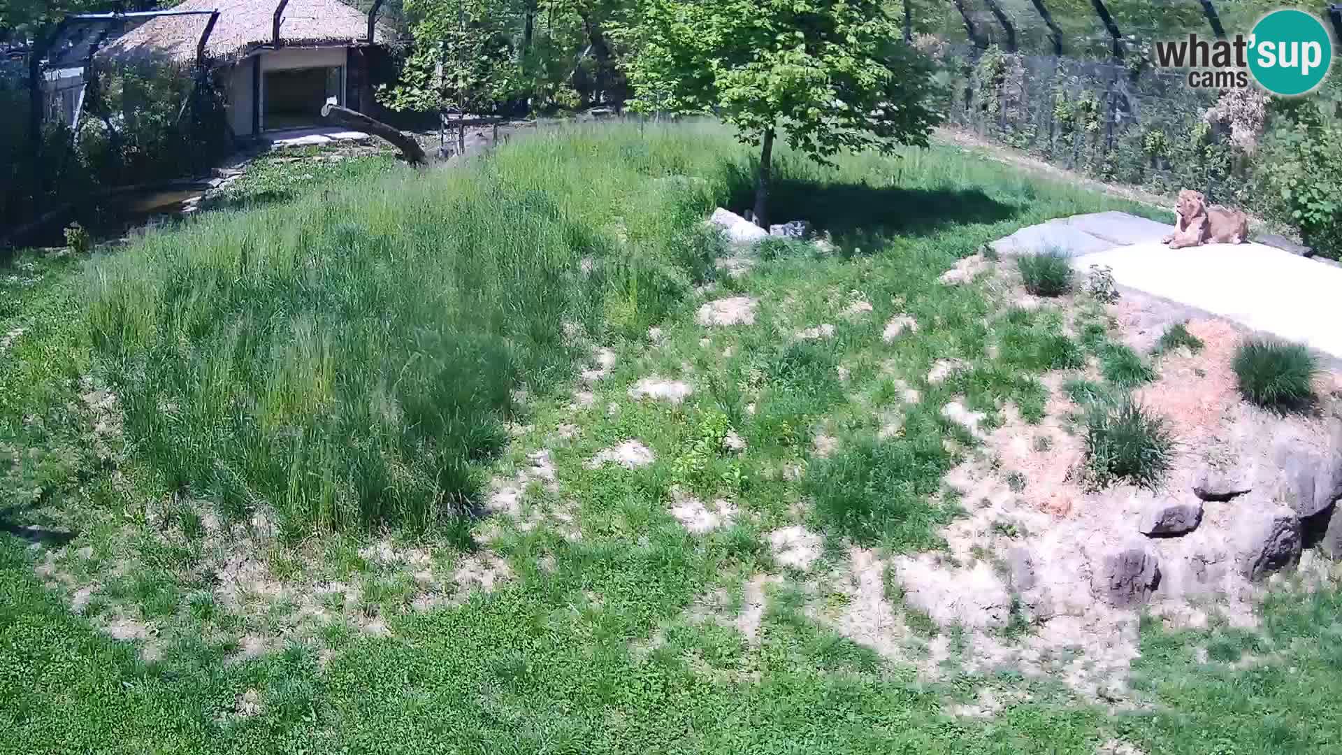 Zoo Lubiana live webcam Leoni