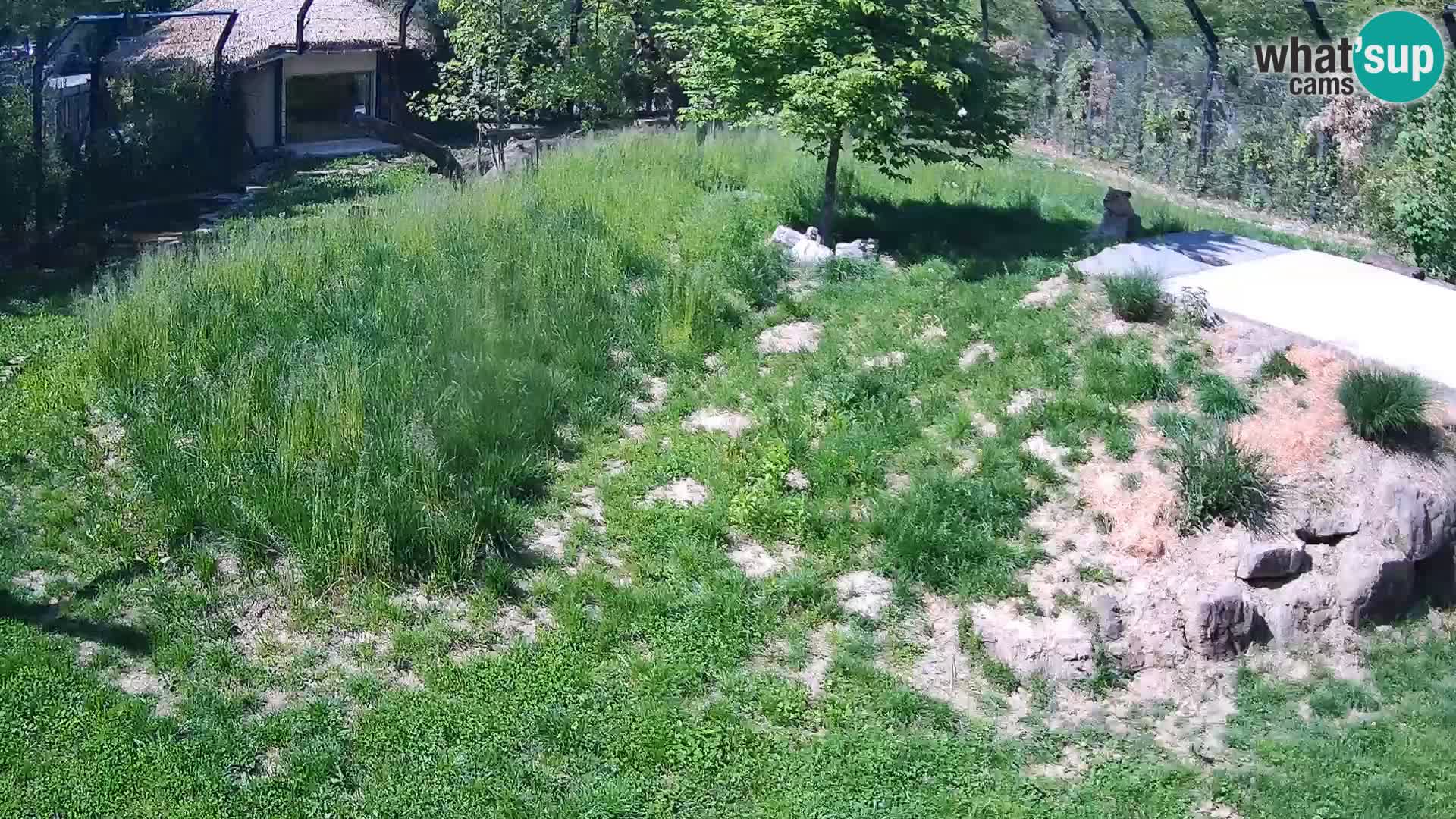 Zoo Ljubljana web kamera Lavovi