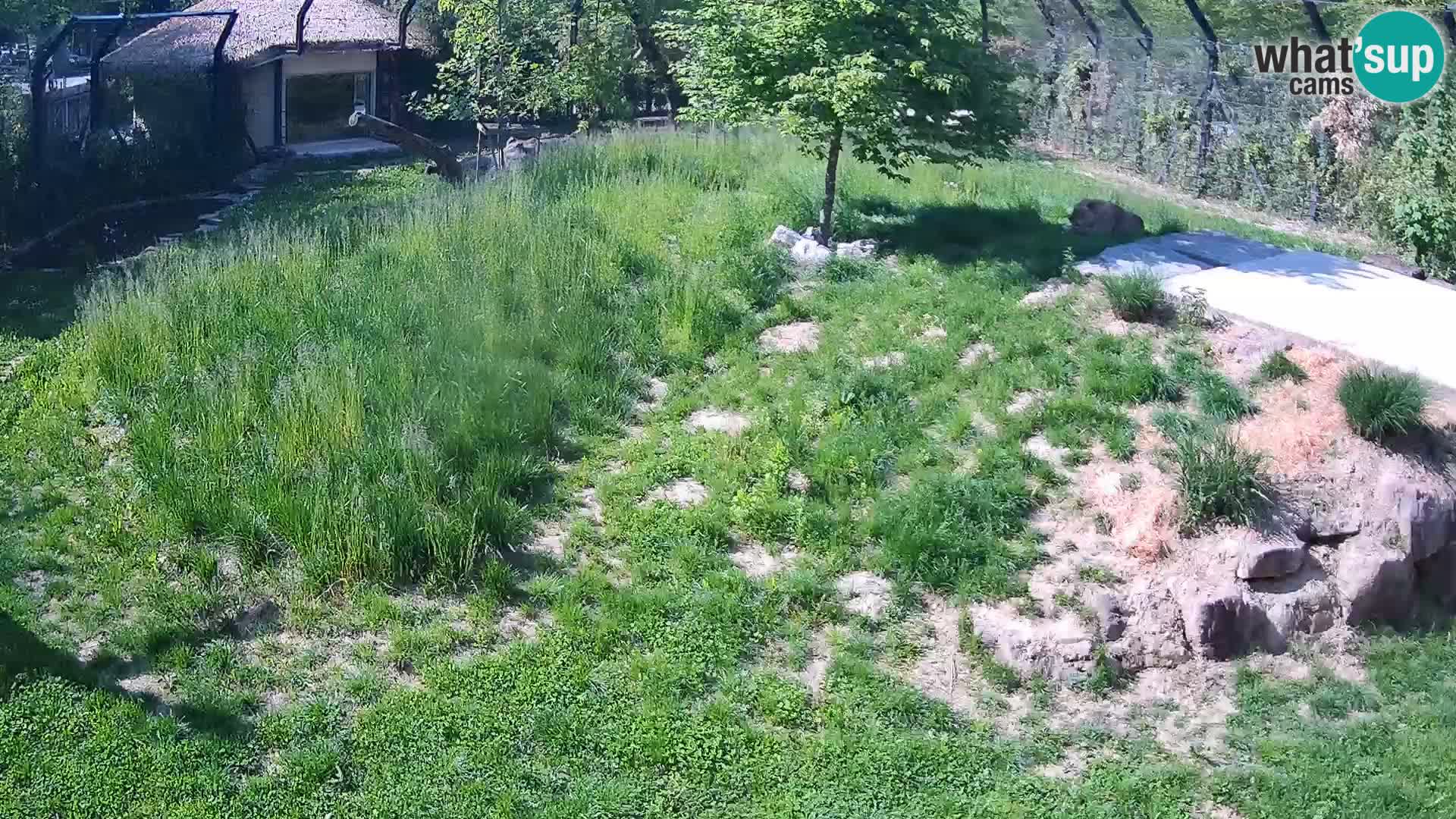 Živalski vrt Ljubljana kamera v živo Levi