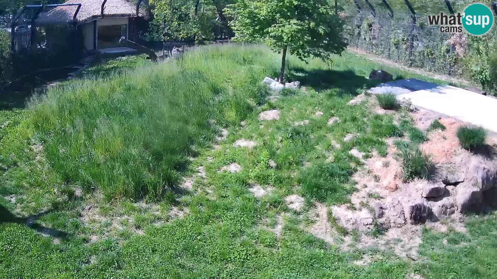 Ljubljana Zoo webcam Lion