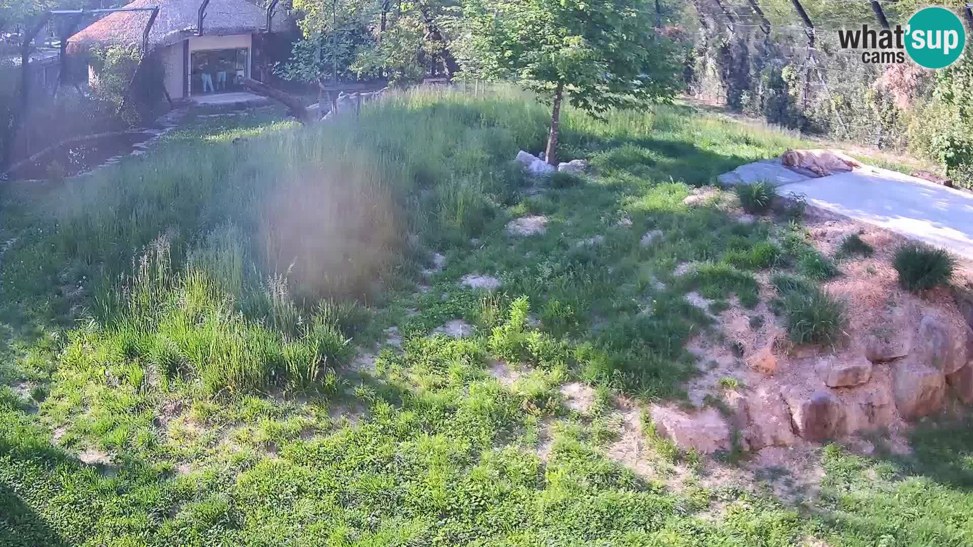 Live Ljubljana Zoo webcam Lion