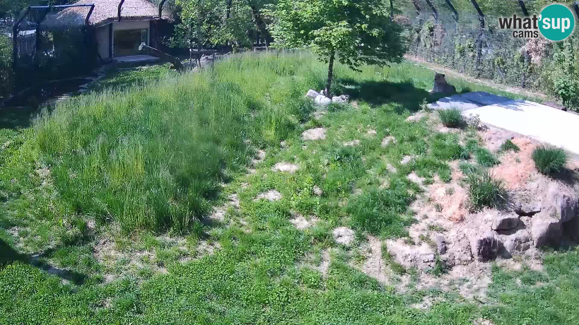 Ljubljana Zoo webcam Lion