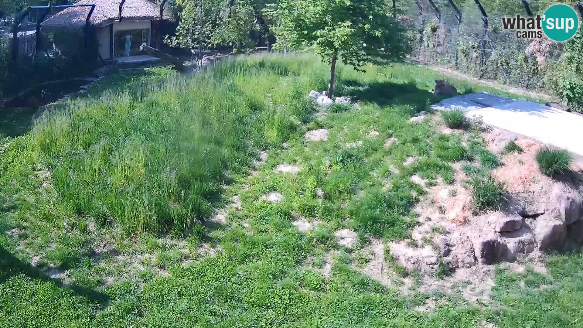 Zoo Lubiana live webcam Leoni