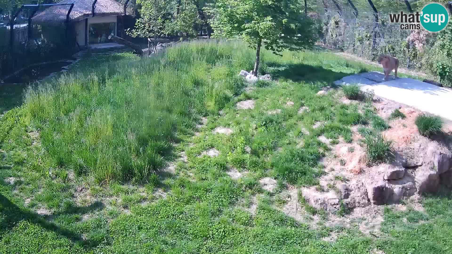 Zoo Ljubljana web kamera Lavovi