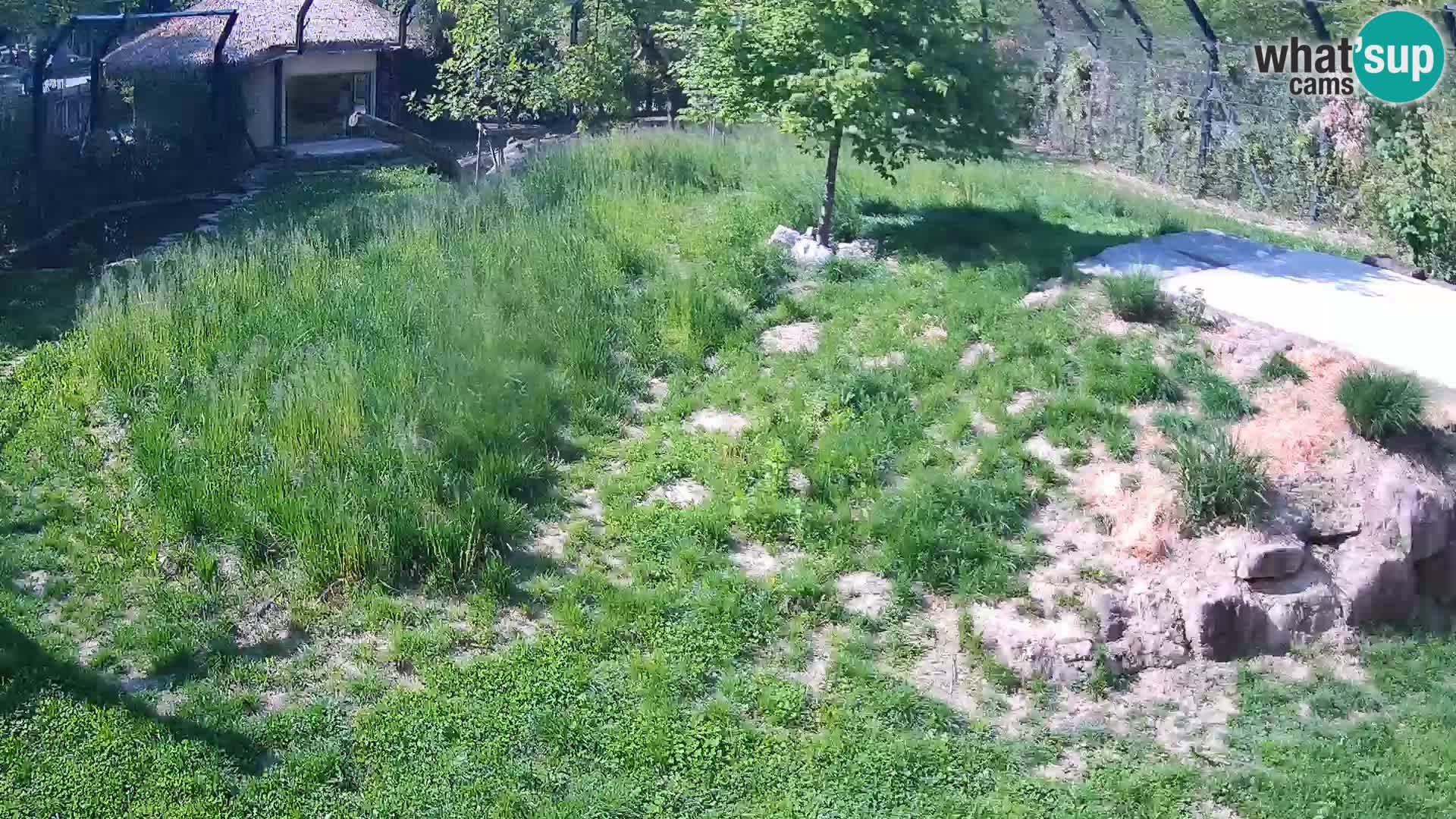 Zoo Ljubljana webcam Löwen