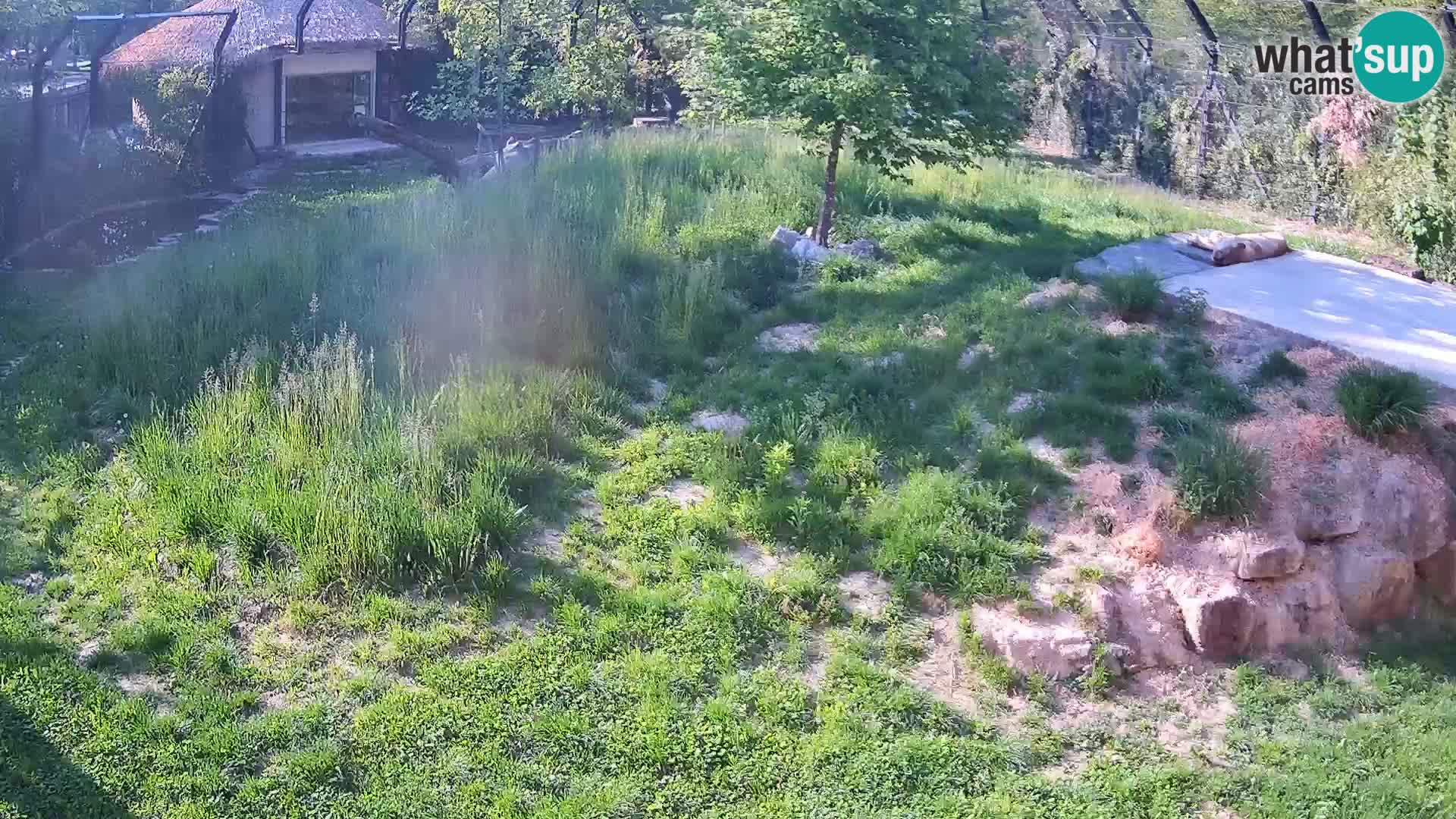 Zoo Ljubljana web kamera Lavovi