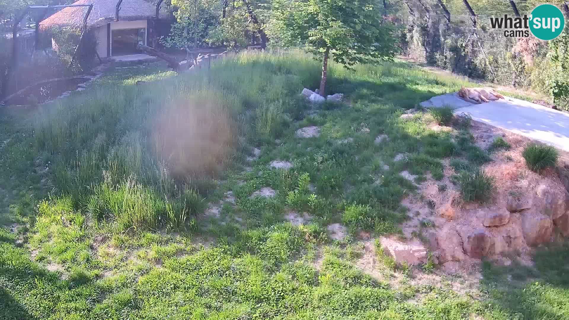 Ljubljana Zoo webcam Lion