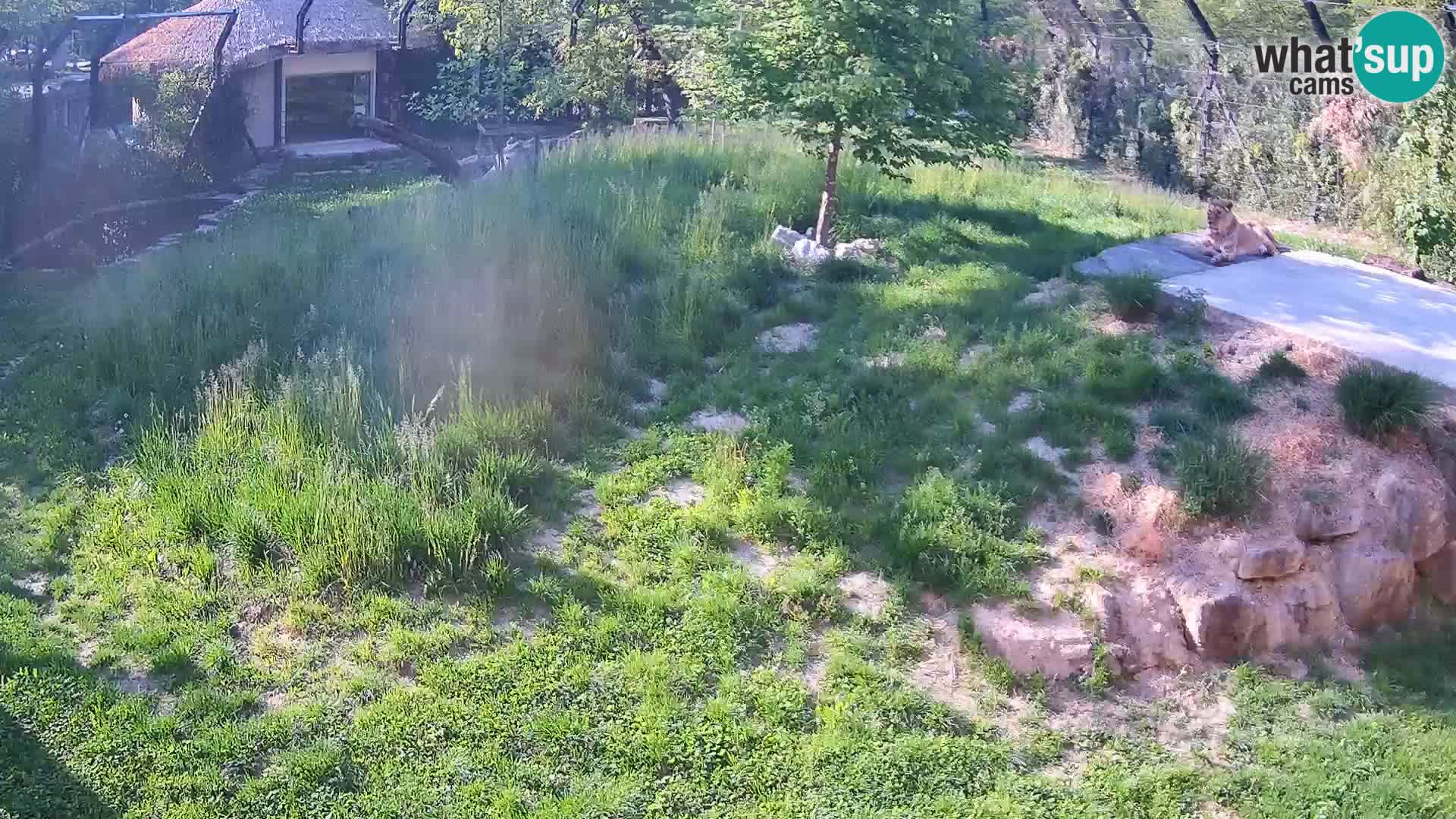 Zoo Ljubljana camera en vivo Leones
