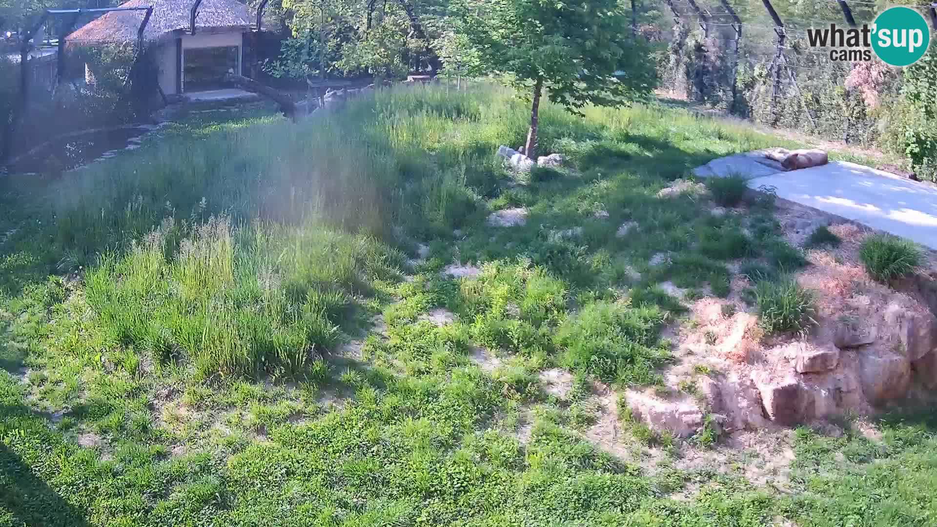 Ljubljana Zoo webcam Lion