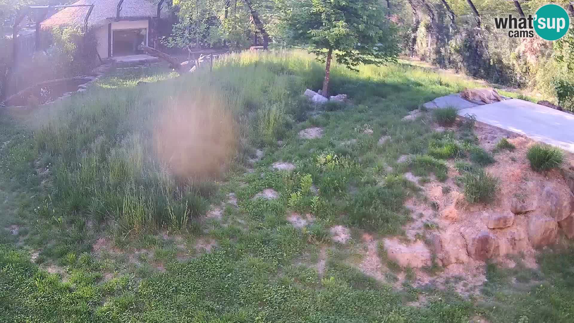 Live Ljubljana Zoo webcam Lion