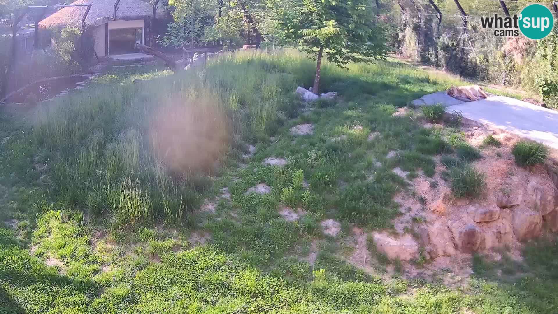 Live Ljubljana Zoo webcam Lion