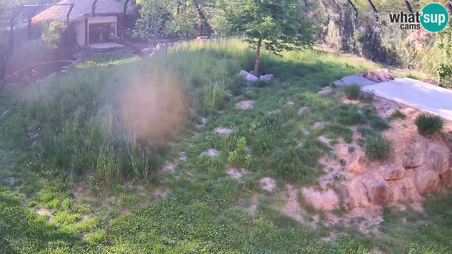 Zoo Ljubljana web kamera Lavovi