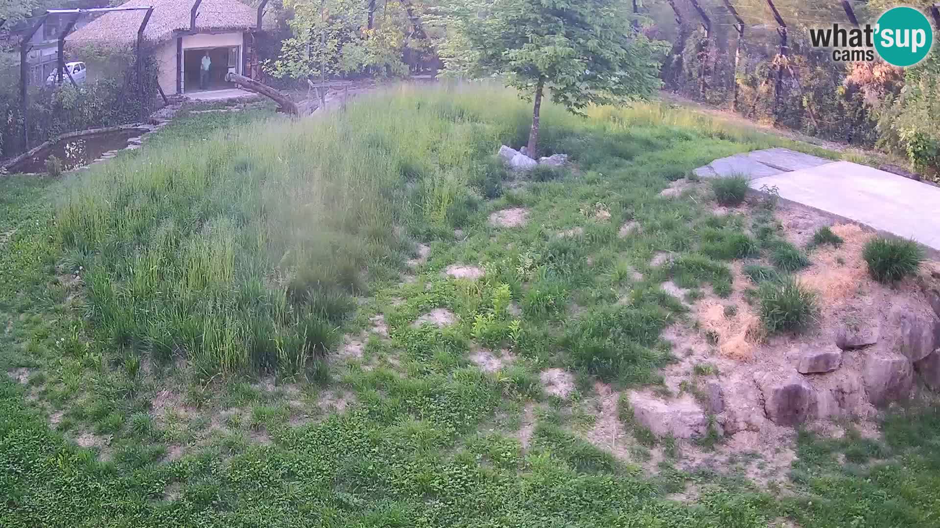 Zoo Ljubljana web kamera Lavovi