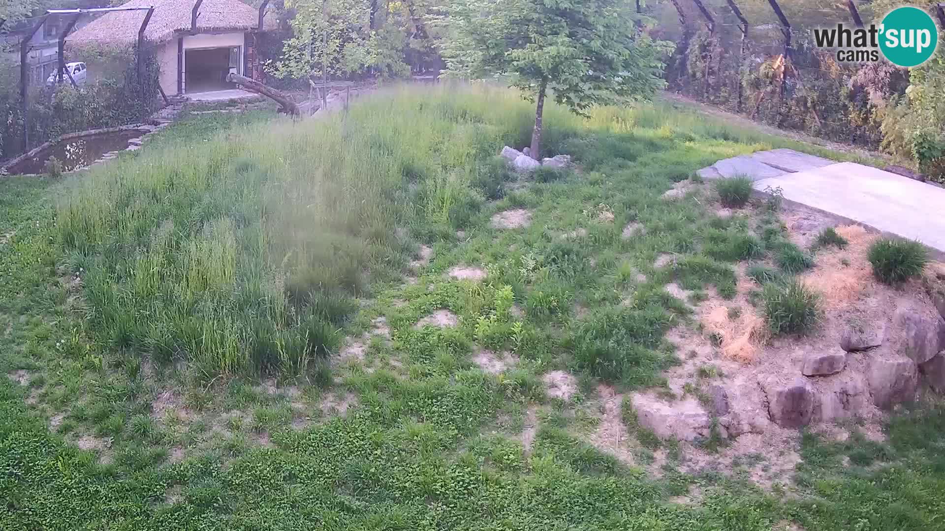 Ljubljana Zoo webcam Lion