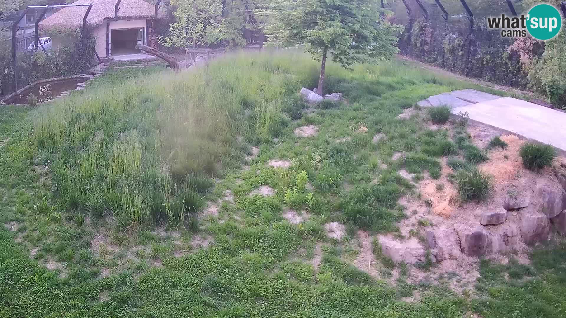 Zoo Ljubljana camera en vivo Leones