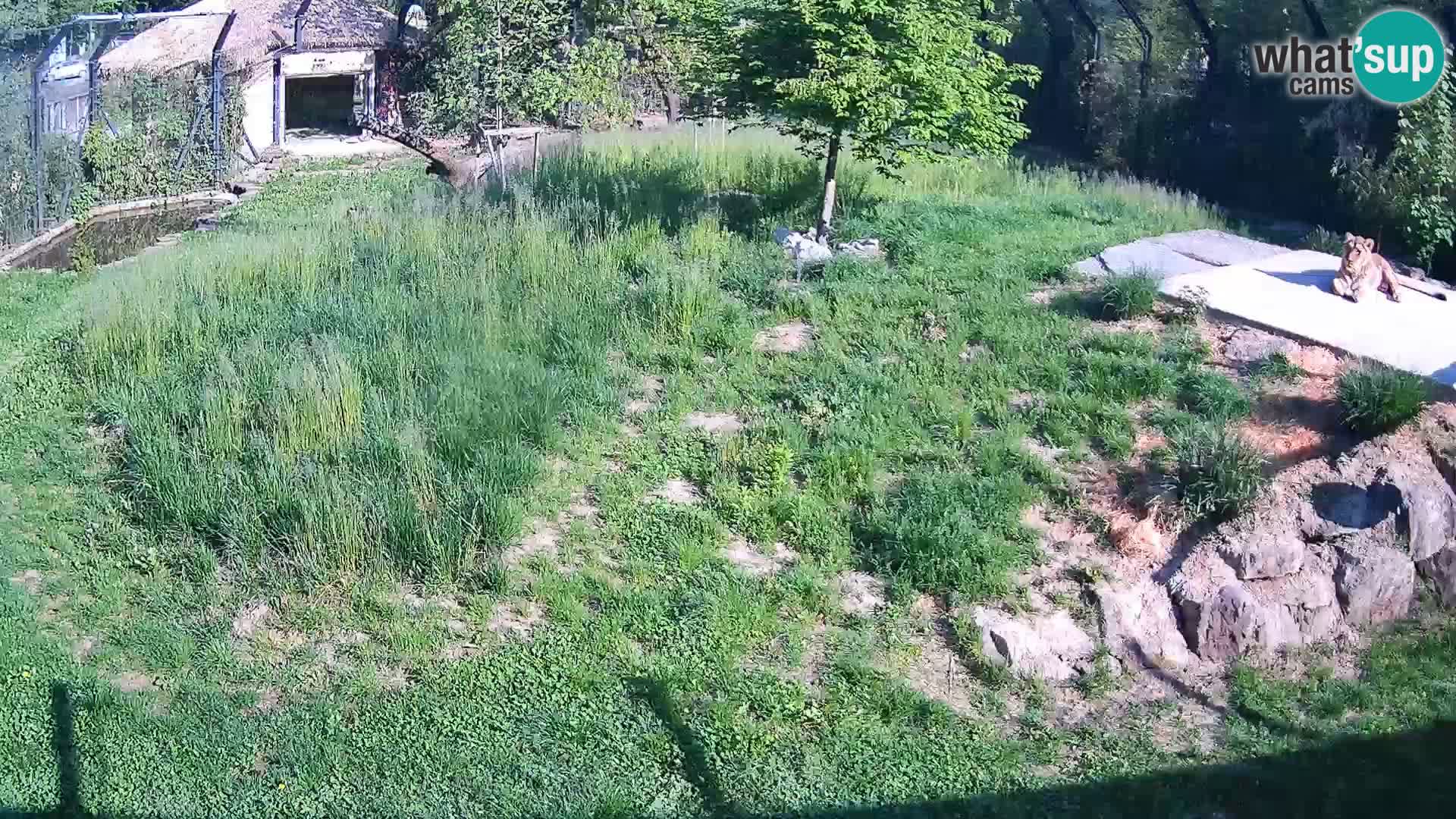 Ljubljana Zoo webcam Lion