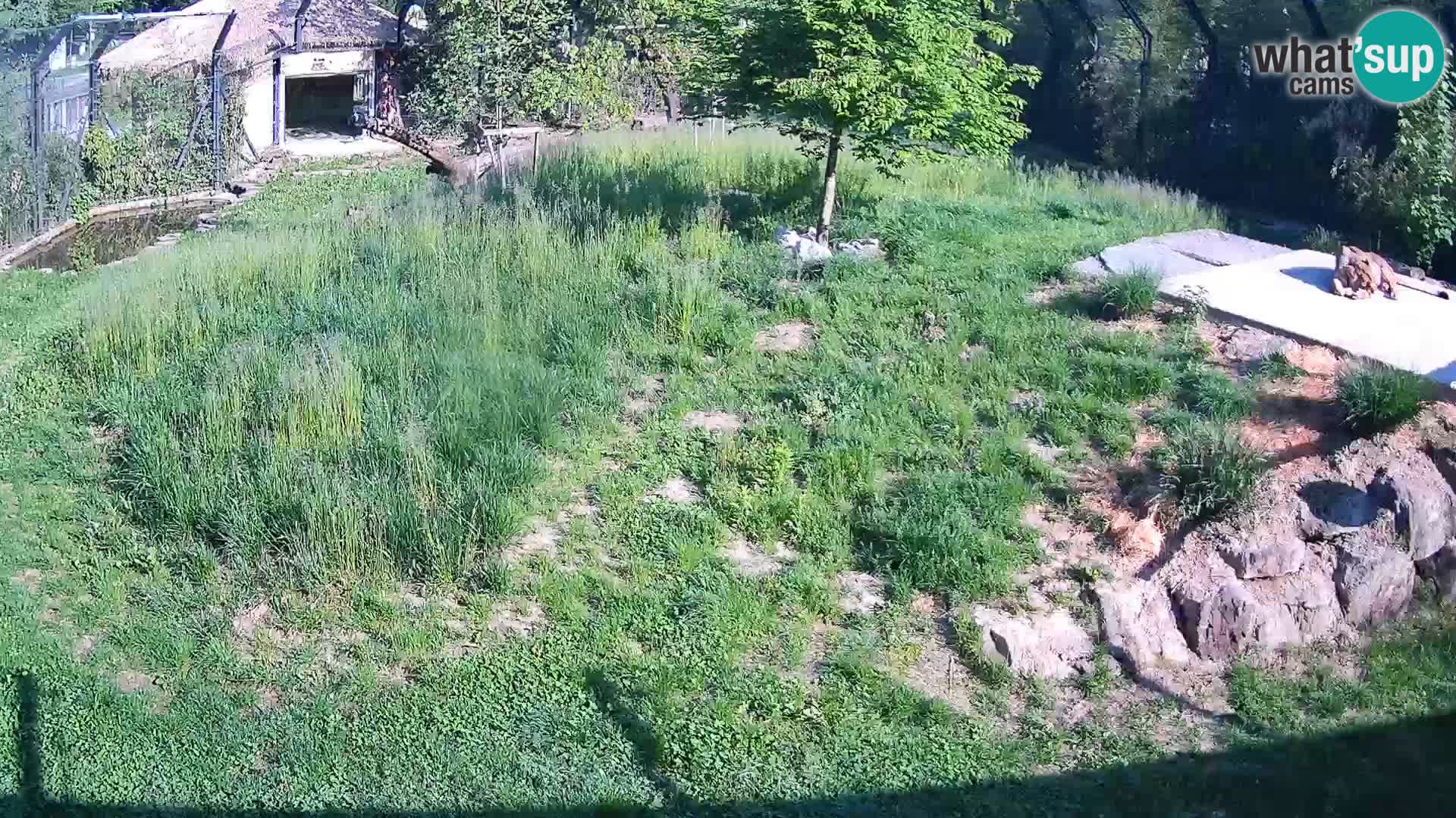 Zoo Ljubljana camera en vivo Leones