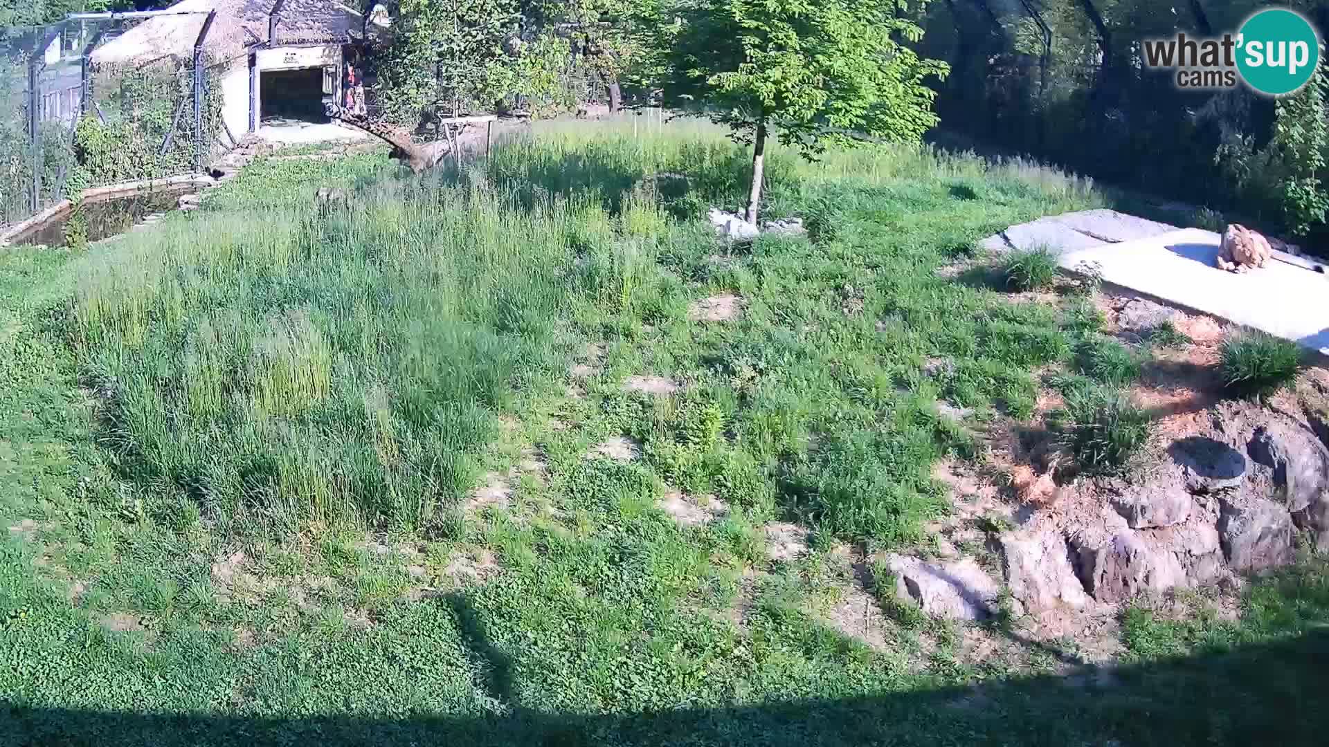 Zoo Ljubljana camera en vivo Leones