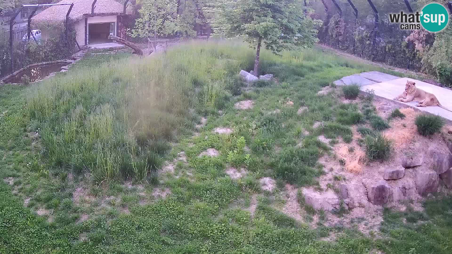 Zoo Ljubljana web kamera Lavovi