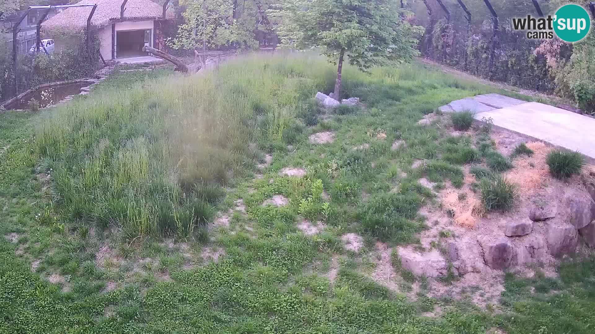 Zoo Ljubljana camera en vivo Leones