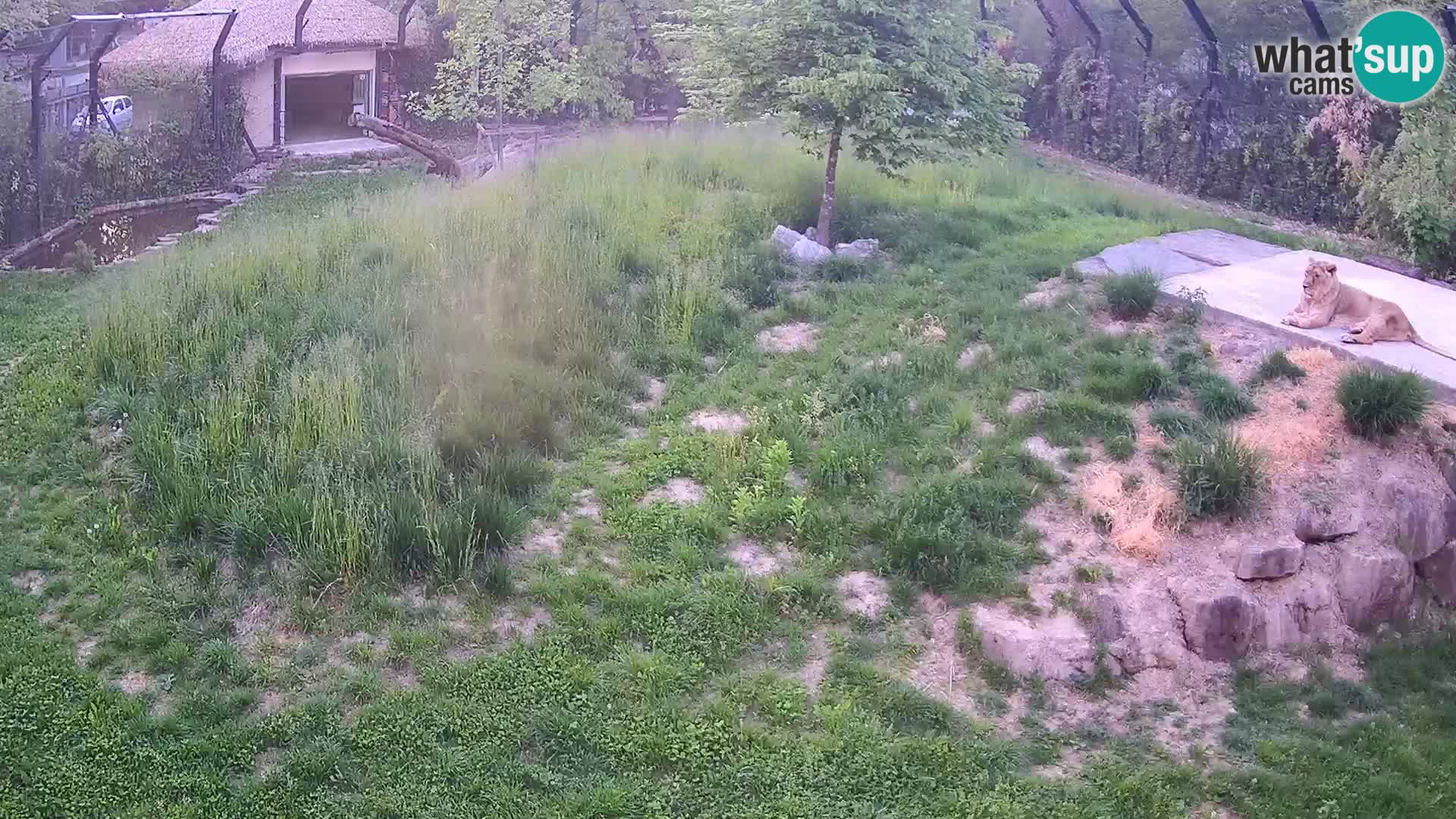 Zoo Lubiana live webcam Leoni