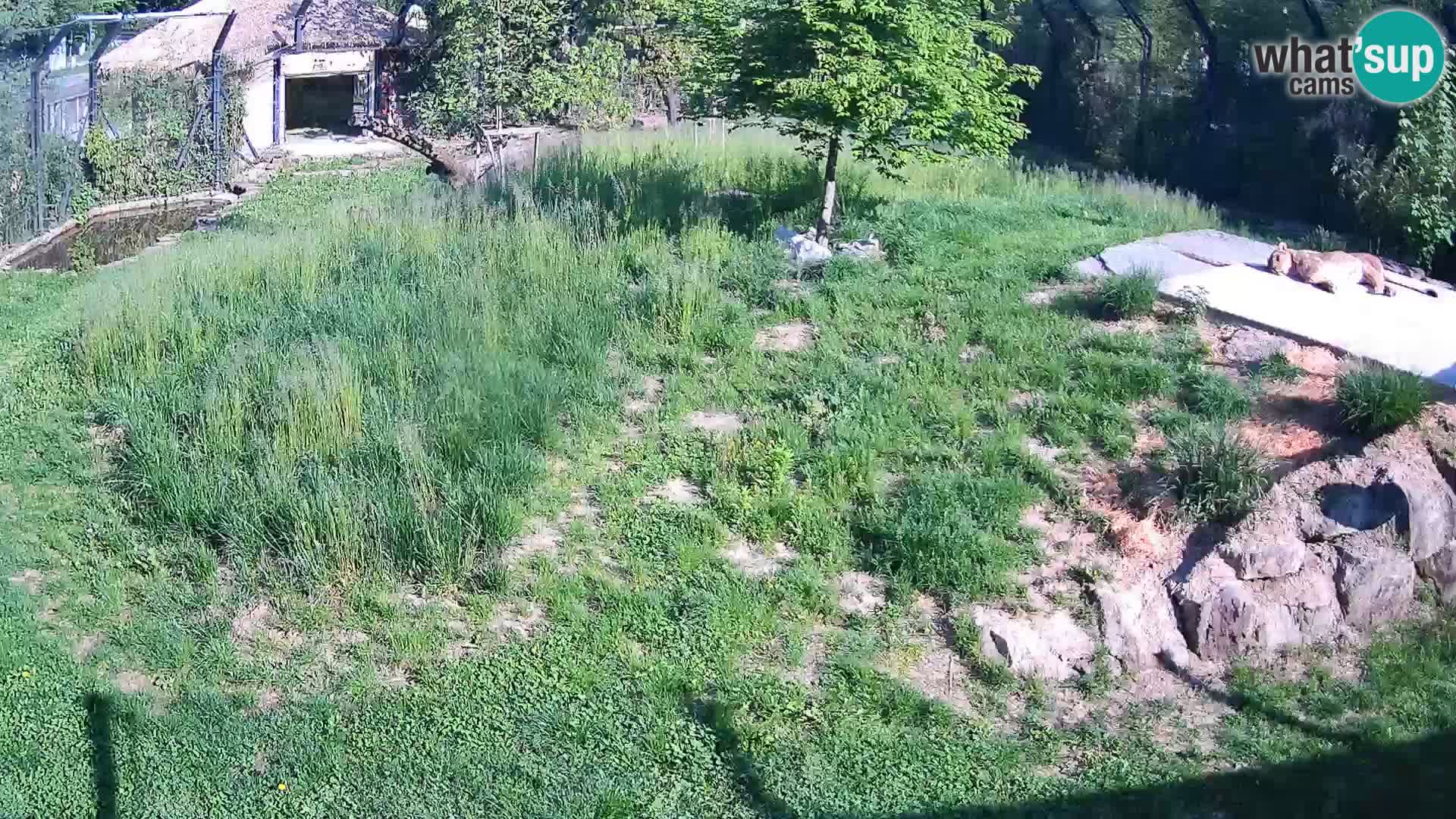 Ljubljana Zoo webcam Lion