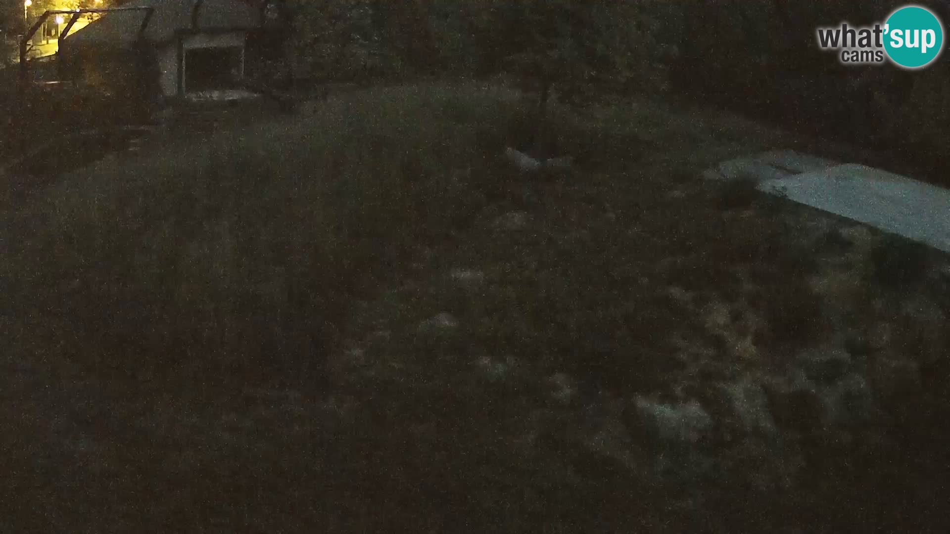 Zoo Ljubljana camera en vivo Leones
