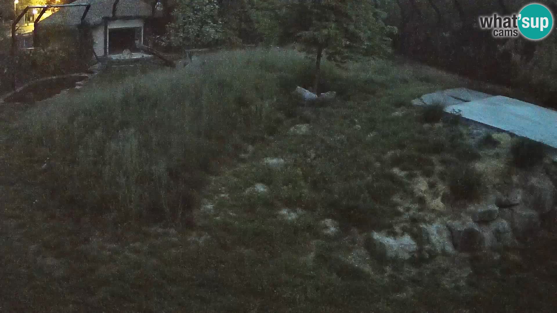 Zoo Ljubljana camera en vivo Leones