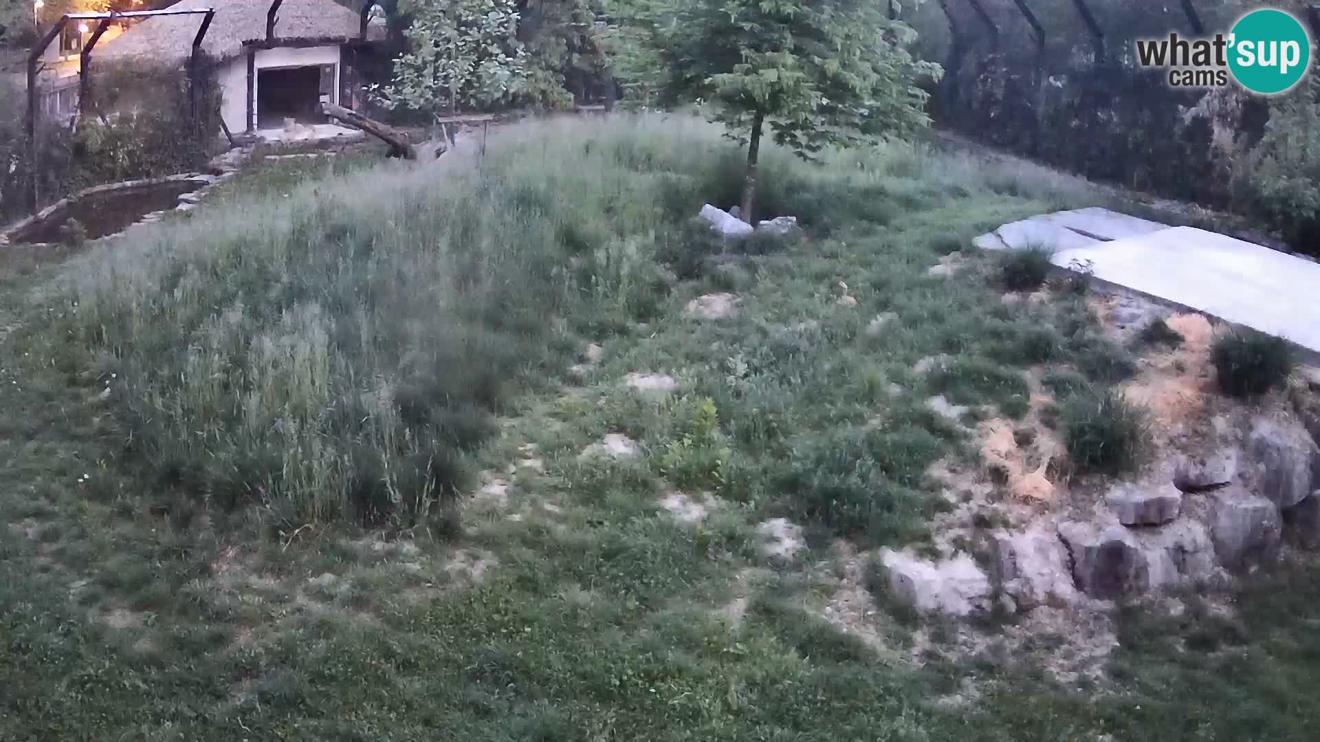 Ljubljana Zoo webcam Lion
