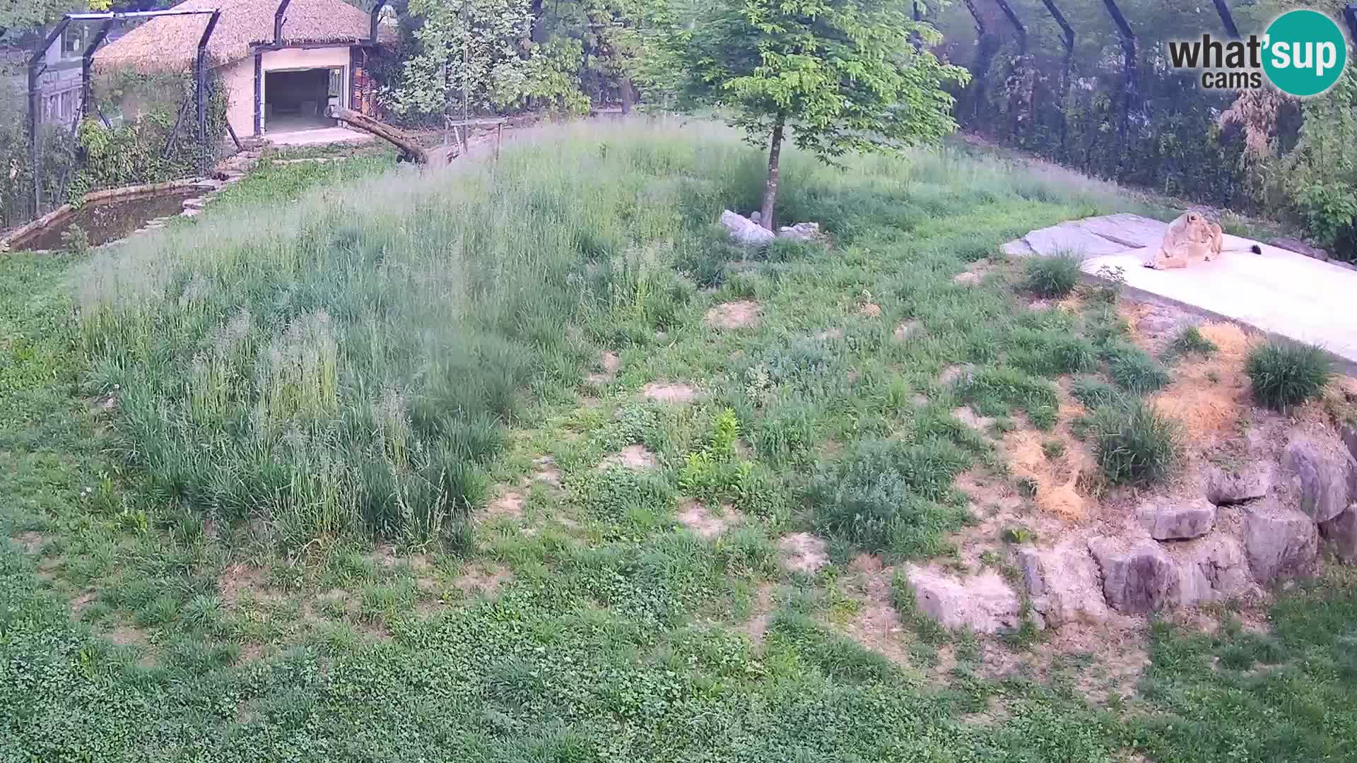 Zoo Lubiana live webcam Leoni
