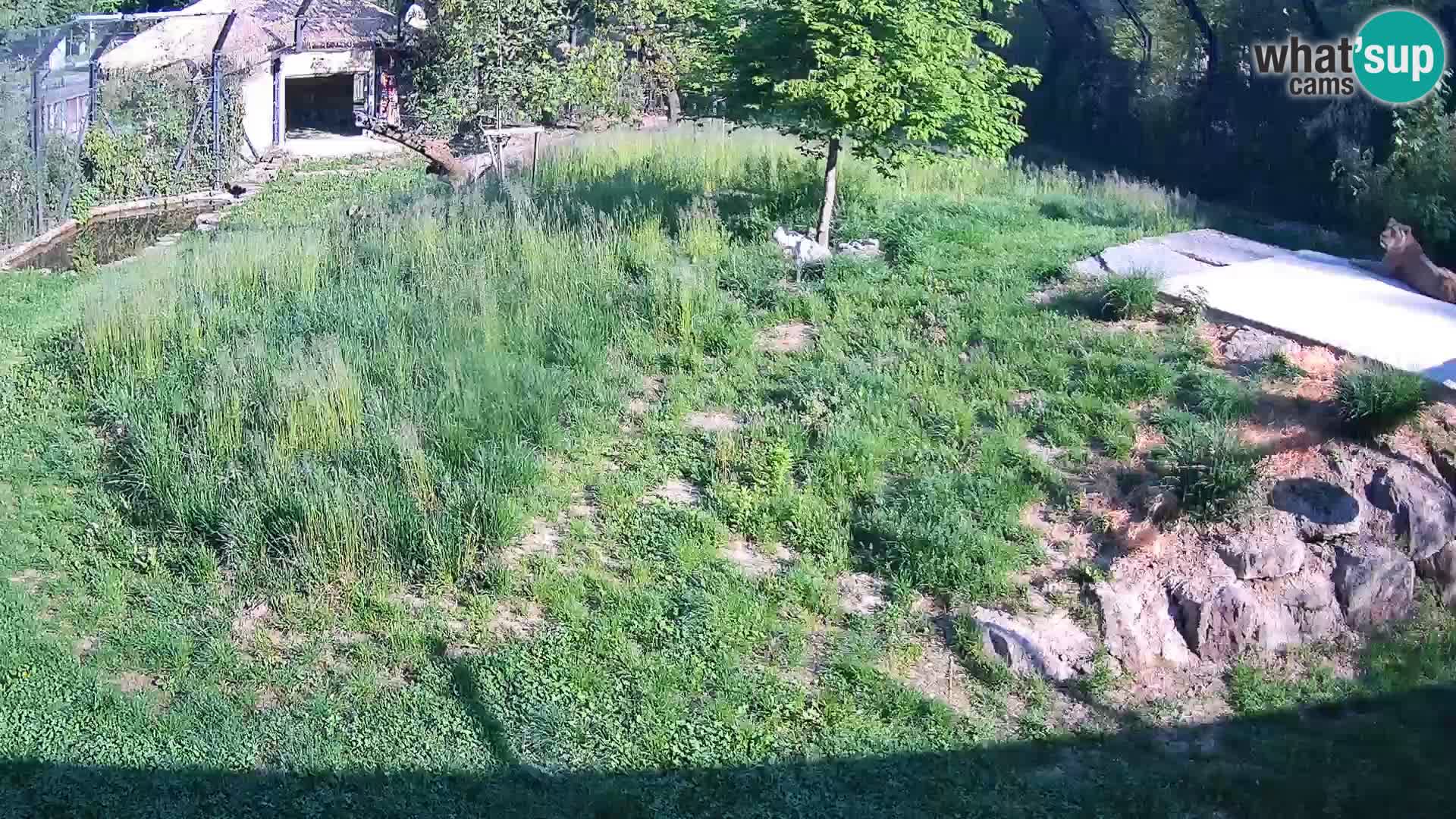 Zoo Ljubljana web kamera Lavovi