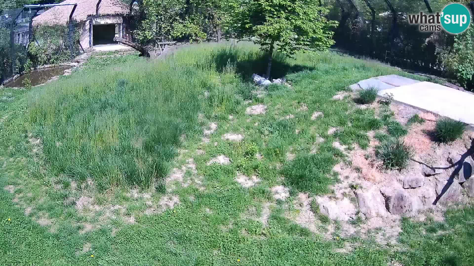 Zoo Lubiana live webcam Leoni