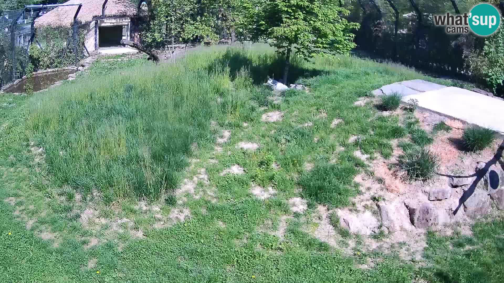 Live Ljubljana Zoo webcam Lion