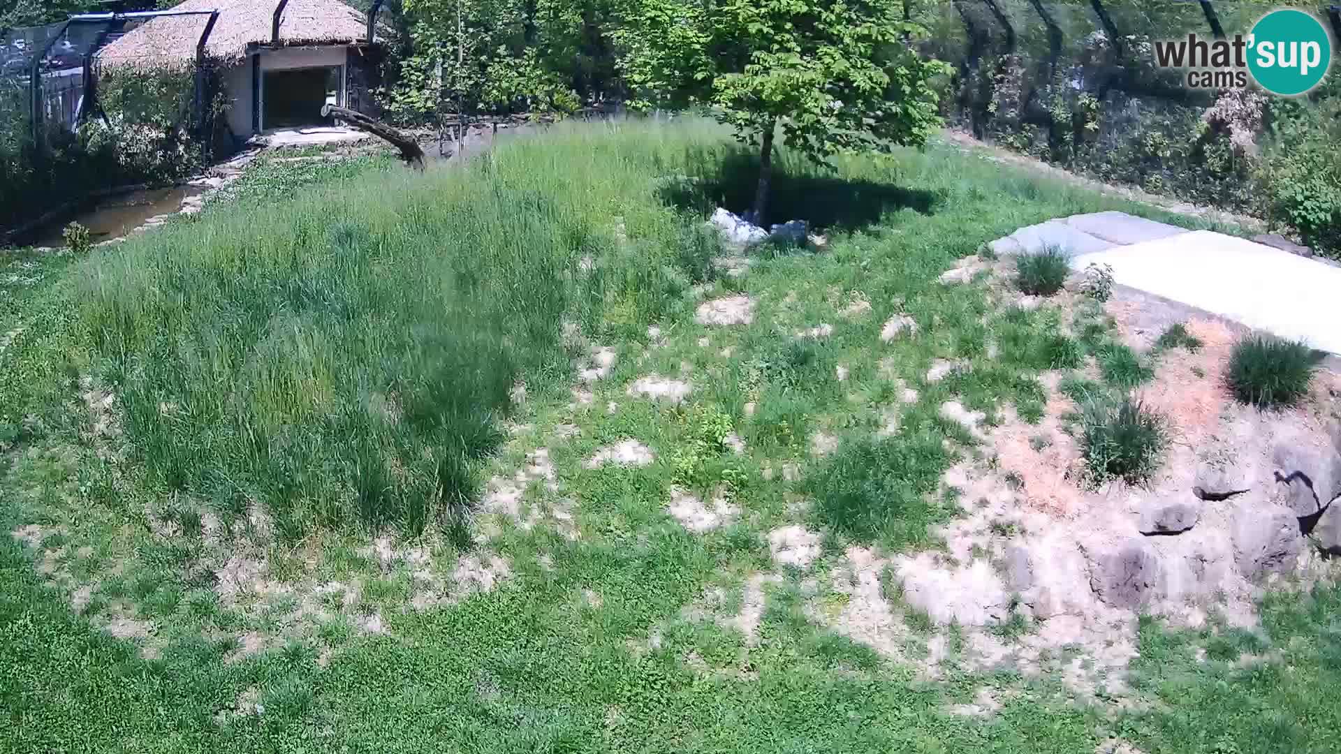 Zoo Ljubljana webcam Löwen