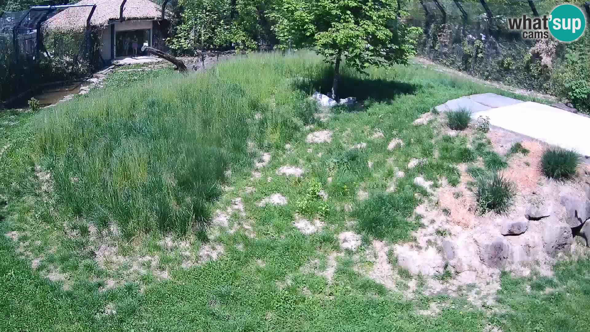 Live Ljubljana Zoo webcam Lion