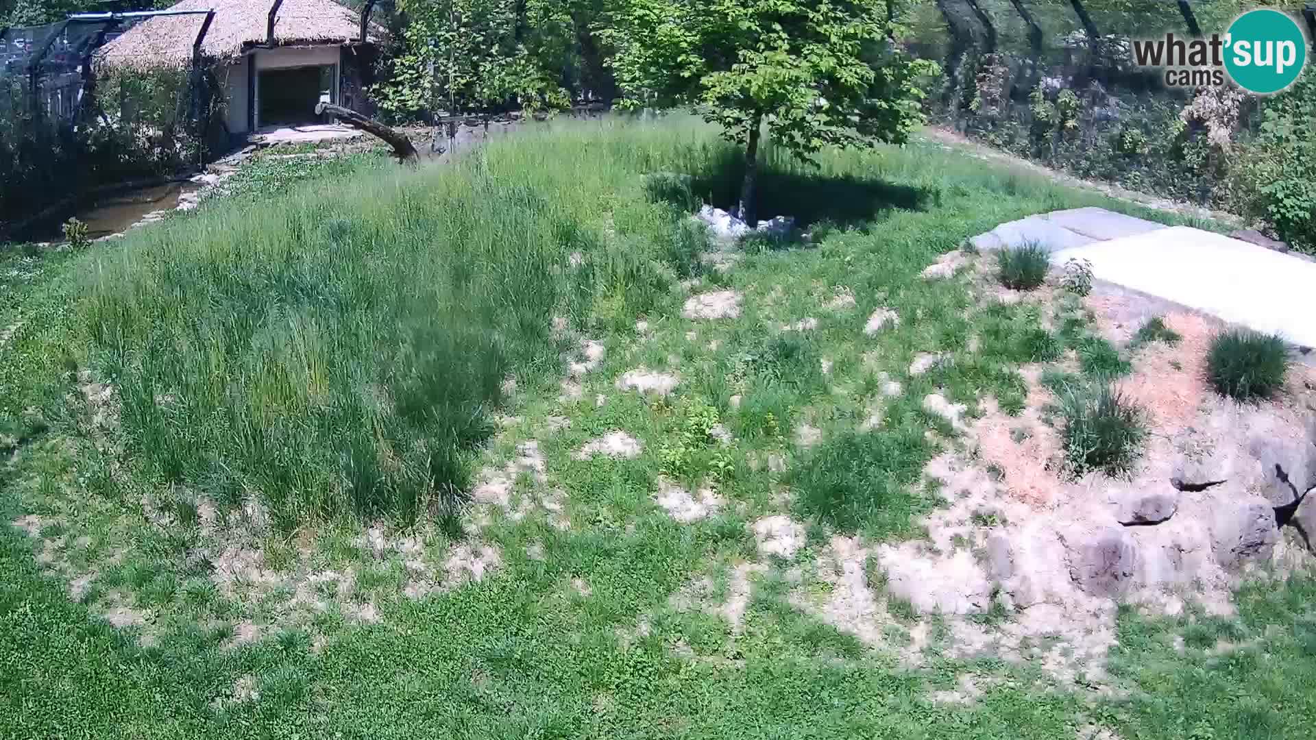 Live Ljubljana Zoo webcam Lion