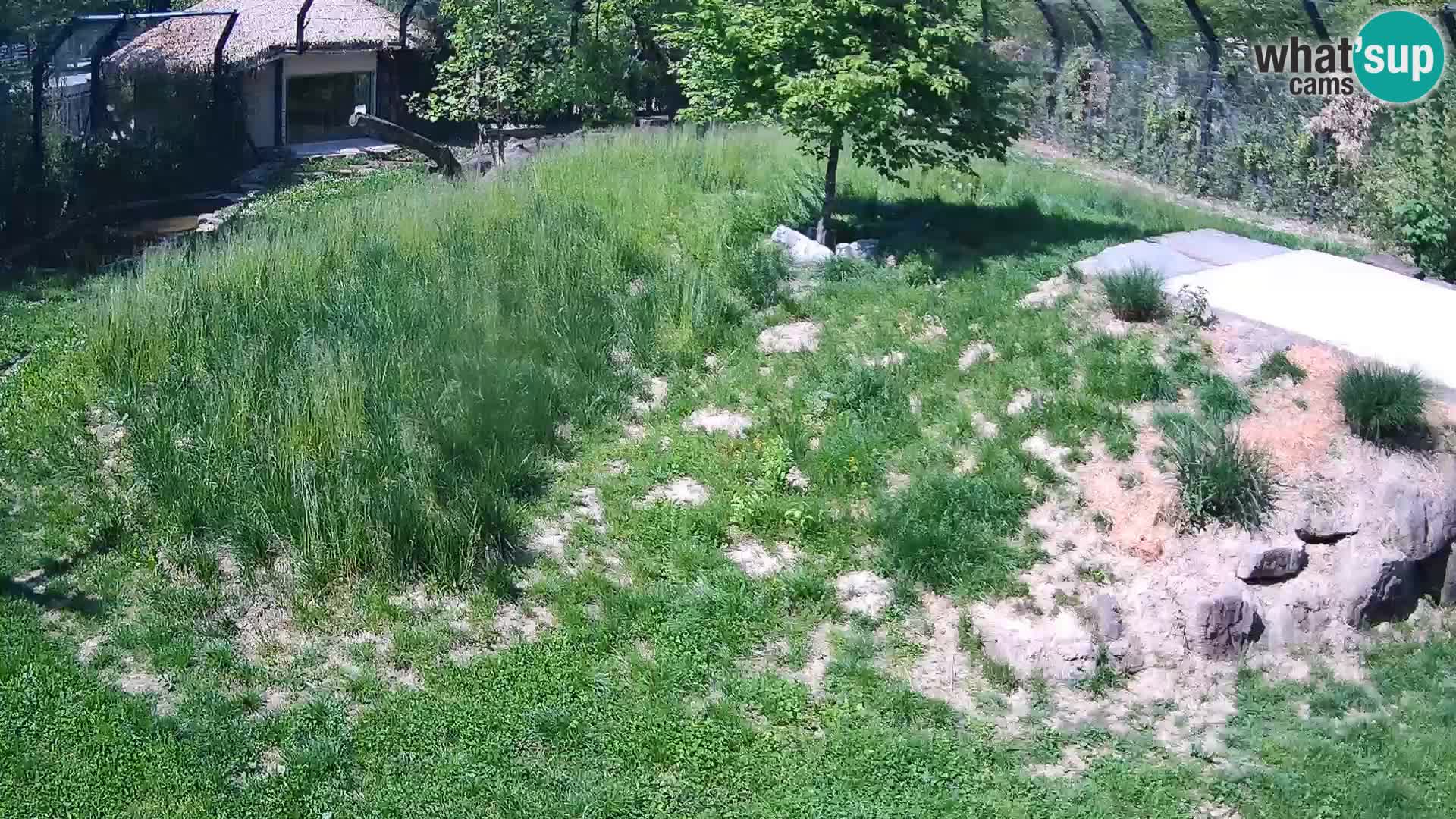 Zoo Ljubljana webcam Löwen