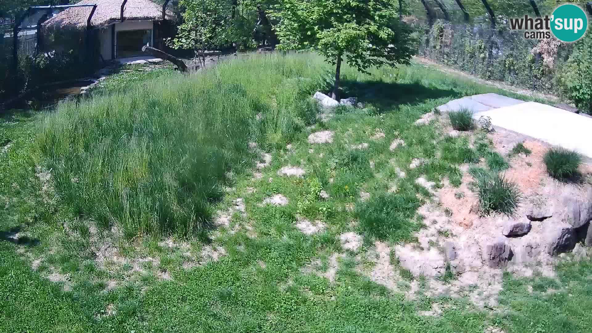 Ljubljana Zoo webcam Lion