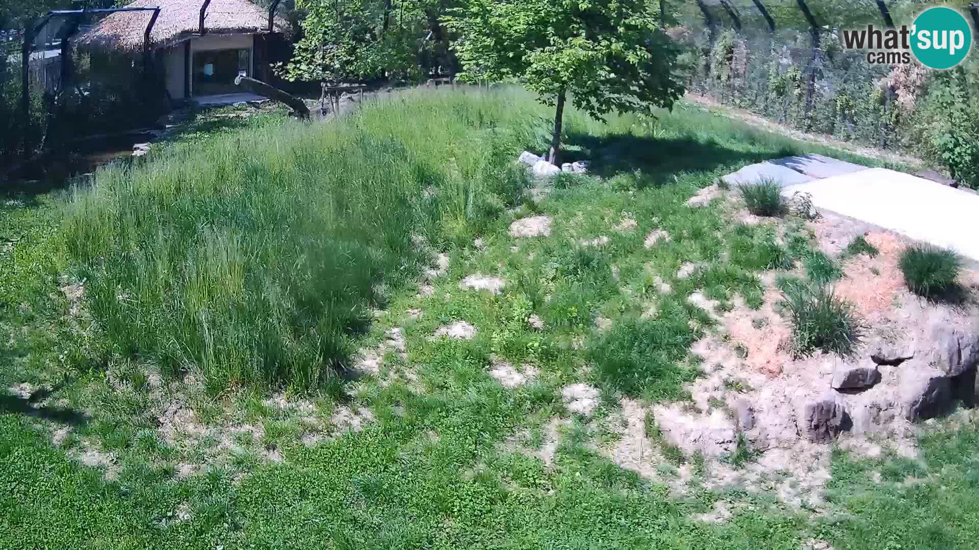 Zoo Ljubljana camera en vivo Leones