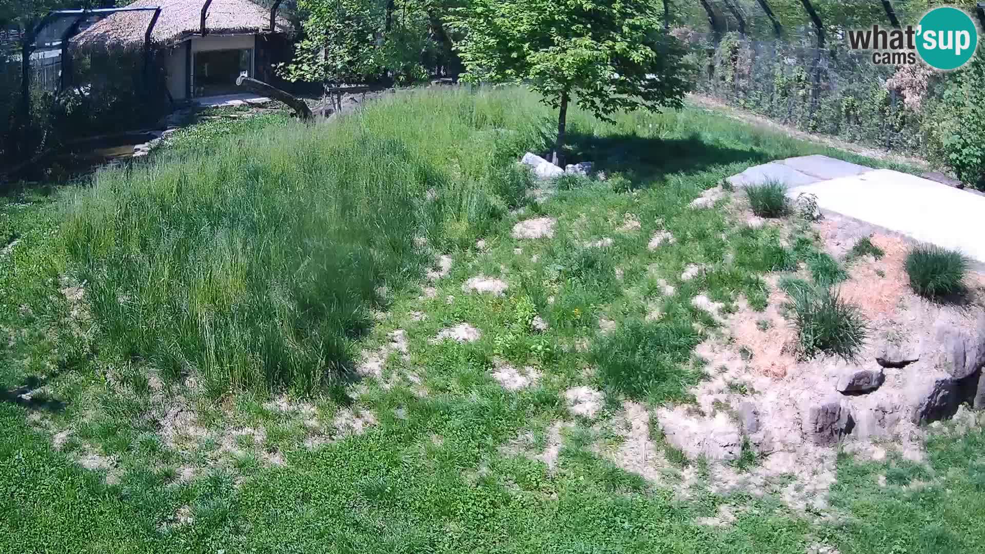 Live Ljubljana Zoo webcam Lion